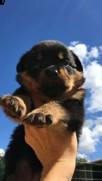 cuccioli di rottweiler tedesco americano e-mail  (marieiris783[at]gmail[.com]) grazi
