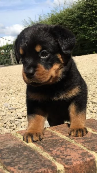  rottweiler super adorabile cuccioli di rottweiler super adorabili. così gentile e affettuoso. me ne