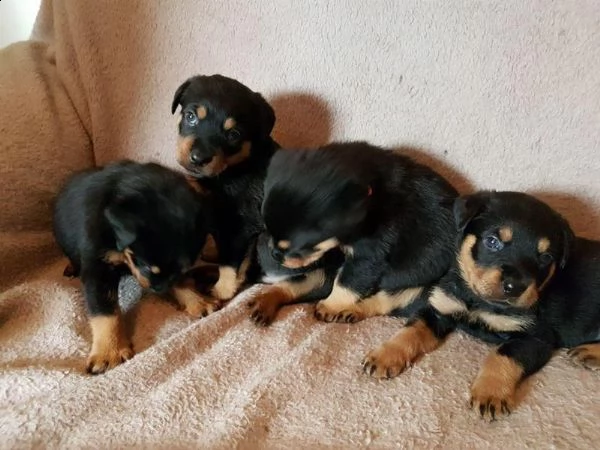 splendidi cuccioli di rottweiler la nostra bellissima cucciolata di cuccioli di rottweiler 3 ragazz