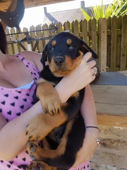 simpatici cuccioli di rottweiler simpatici cuccioli di rottweiler disponibili per le nuove famiglie,