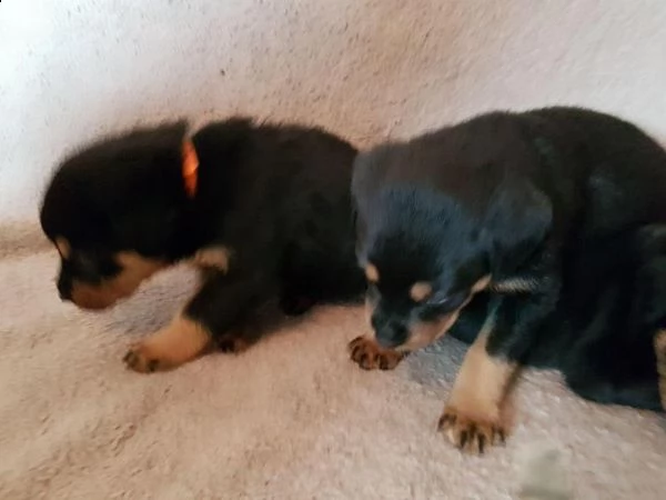 akc cuccioli di rottweiler tedesco, rottweiler vendo cuccioli di rottweiler maschi e femmine. hanno 