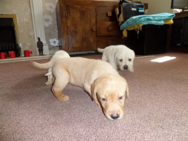 cuccioli di akc white lab i nostri cuccioli inglesi akc white labrador retriever sono immediatamente