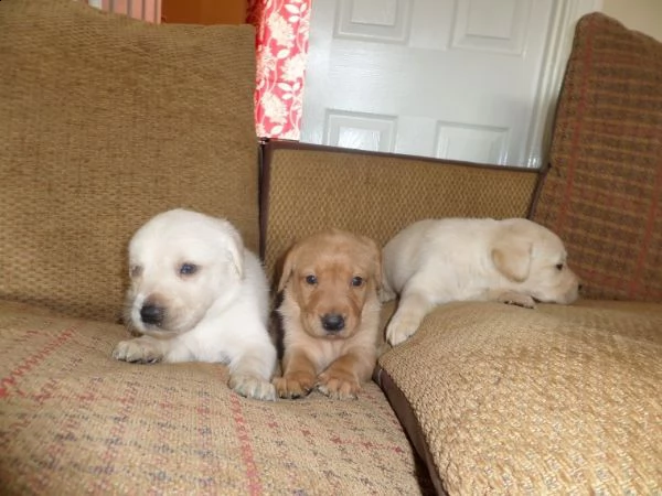 cuccioli di labrador di razza pura cuccioli di labrador di razza, si prega di chiamare o inviare un 