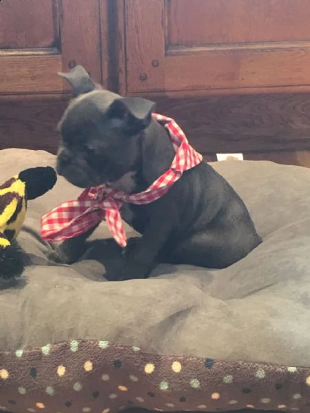 dolci cuccioli di bulldog francese sono molto ben socializzati, sono abituati ai bambini così come a