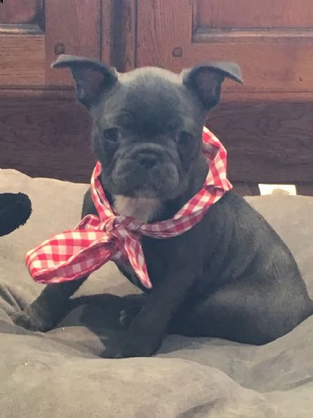  disponibile bulldog francese  cuccioli di bulldog francese con dna per sostenerlo sono disponibili 