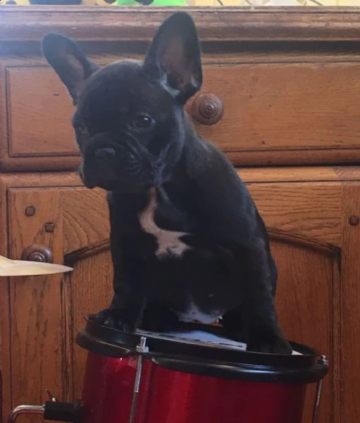 cuccioli di bulldog francese femmine bulldog francese femmina. 8 settimane. utd sui vaccini. akc. e-