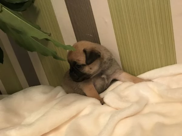  cuccioli di carlino perfetti  i carlini sono senza dubbio il loro muso corto e rugoso. originari de