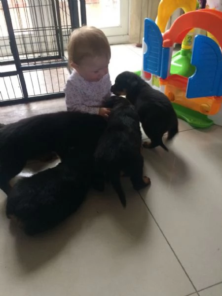  cuccioli di rottweiler ottimi cuccioli di rottweiler top pedigree. linee di sangue europee con gran