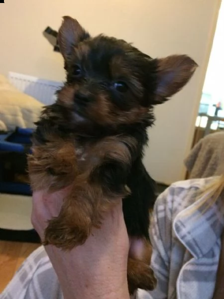  disponibili cuccioli di yorkshire terrier con tazza da tè akc. la mamma pesa 4 libbre e papà 2,5 li