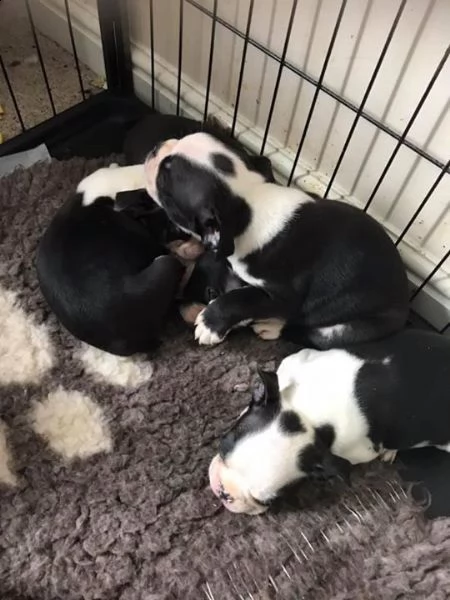  boxer cuccioli introvabili cuccioli di boxer intelligenti e dolcissimi attaccati al padrone cucciol