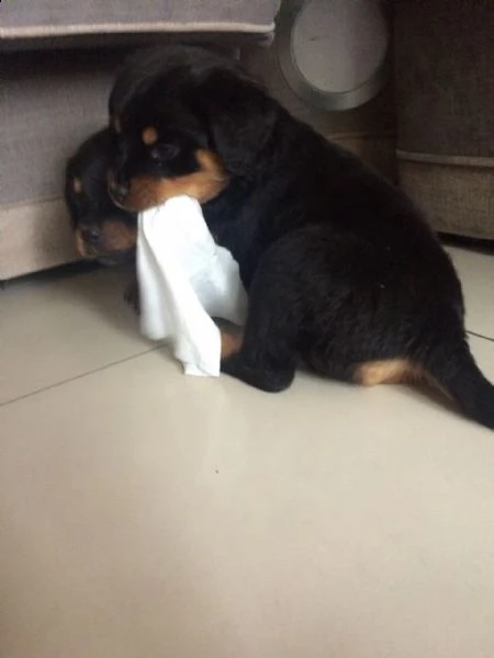 rottweiler cuccioli introvabili cuccioli di rottweiler intelligenti e dolcissimi attaccati al padron