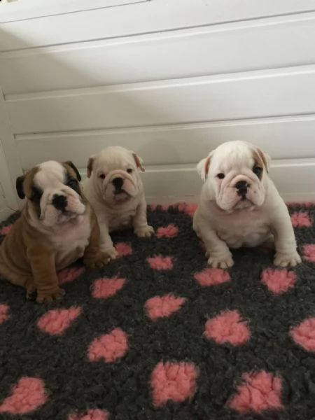 cuccioli esotici di bulldog inglese, grande linea di sangue akc !! ho 3 colori merle lilla tri e 3 l