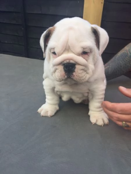cuccioli di bulldog inglese super adorabili. così gentile e affettuoso. me ne restano 2 questa è una