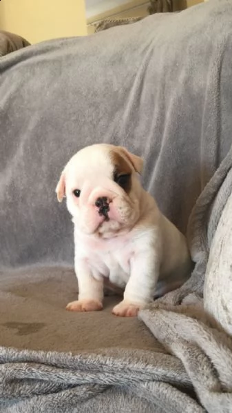 cuccioli di bulldog inglese    bellissimi cuccioli e hanno i temperamenti più incredibili con una na