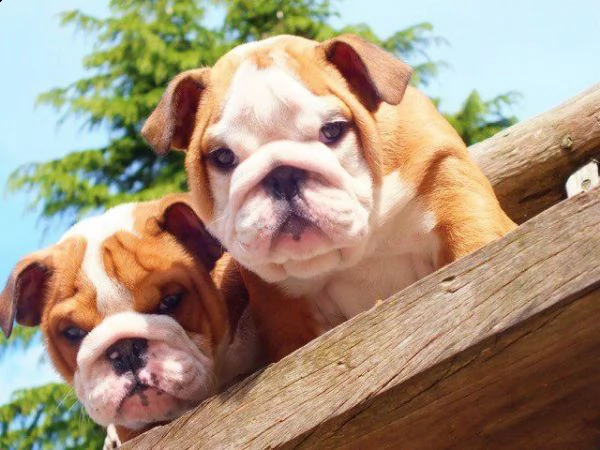 i bellissimi colpi di cucciolo di bulldog inglese sono aggiornati e sverminati di -11 settimane