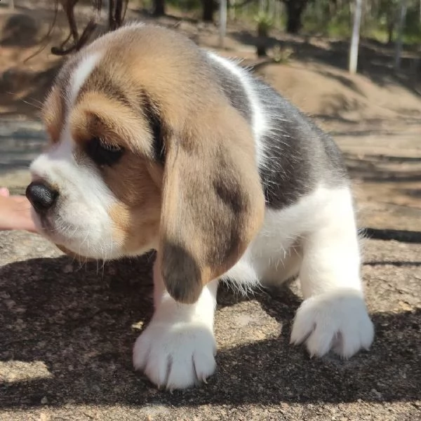 regalo beagle cuccioli meravigliosi ! 