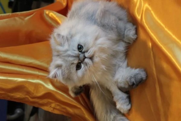 gattino maschio persiano | Foto 1