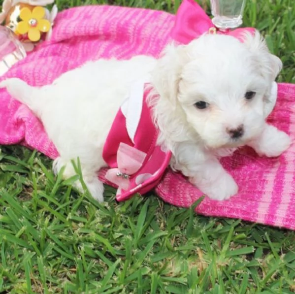 regalo adorabili cuccioli  maltese 