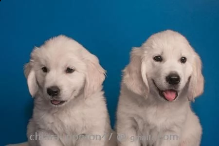 disponibili cuccioli di golden retriever