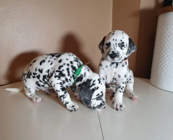 dolcissimo dalmata cuccioli di tre mesi