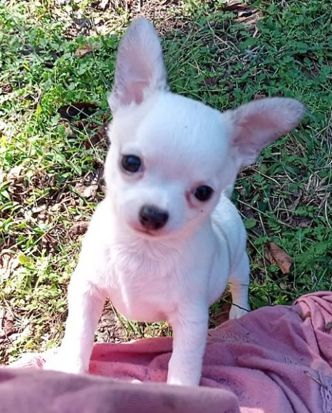 regalo cuccioli dolce e bella chihuahua toy