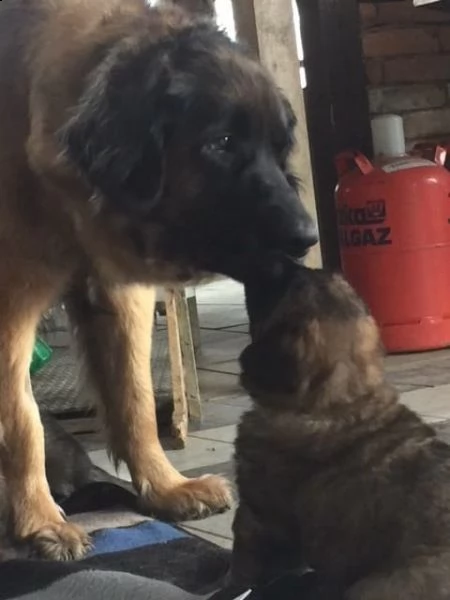 cuccioli di leonberger | Foto 0