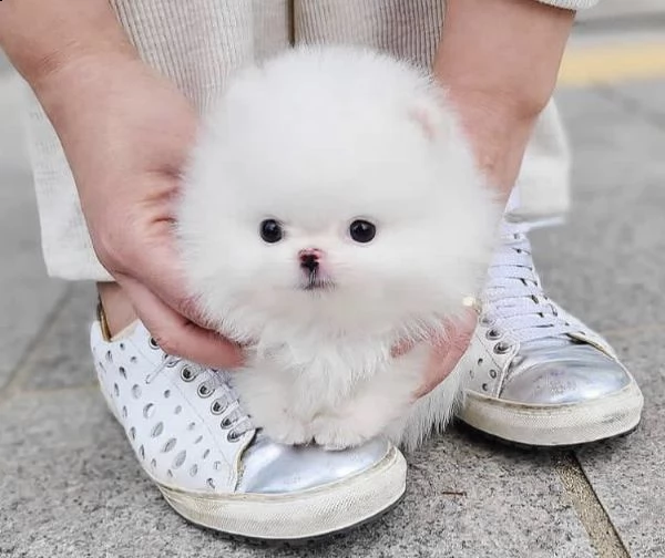  regalo pomerania cuccioli (maschio e femmina)