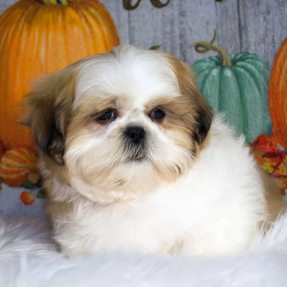 regalo cuccioli shih tzu