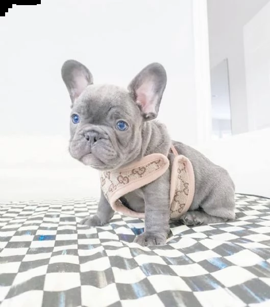 cuccioli di bulldog francese per l'adozione