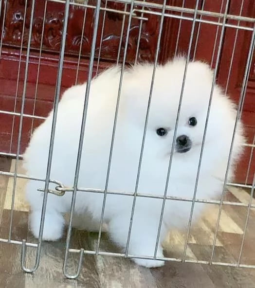 dolci cuccioli di spitz pomerania disponibili | Foto 0
