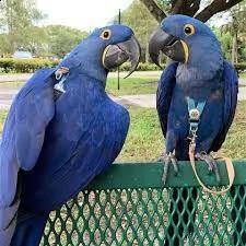 pappagalli ara giacinto disponibili.