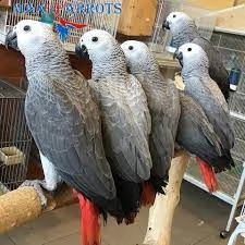 disponibili pappagalli grigi africani.