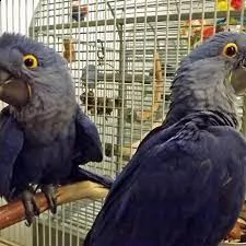 vendo pappagalli ara giacinto parlanti.