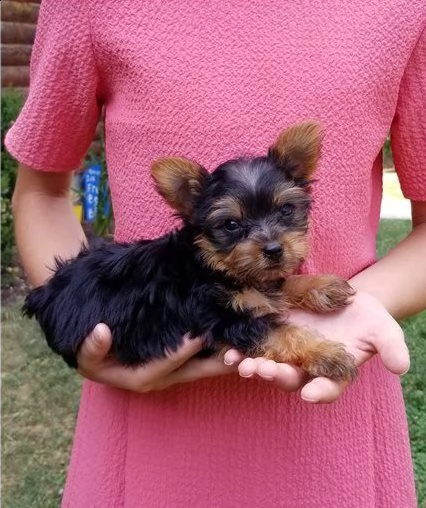 dolcissimi cuccioli di yorkshire terrier