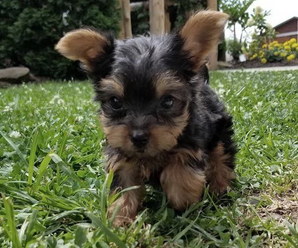 dolcissimi cuccioli di yorkshire terrier | Foto 0