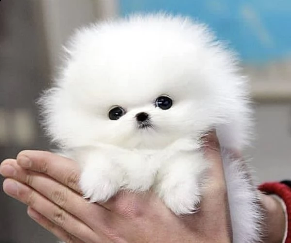  regalo pomerania cuccioli (maschio e femmina)