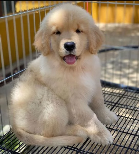 regalo due cuccioli di golden retriever per l'adozione