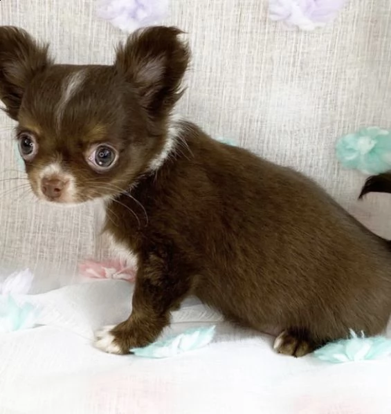 regalo cuccioli chihuahua 