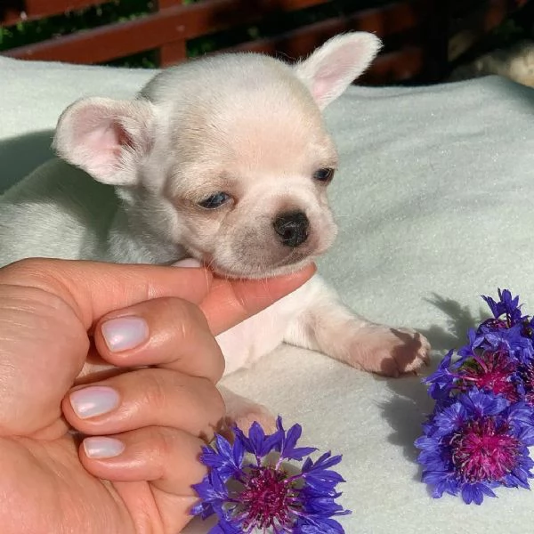 cuccioli di chihuahua per adozione