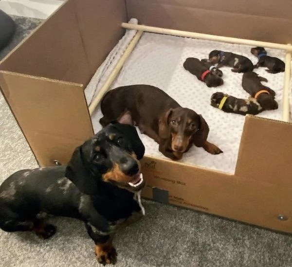 regalo adorabili cuccioli  bassotto femminucce e maschietti
