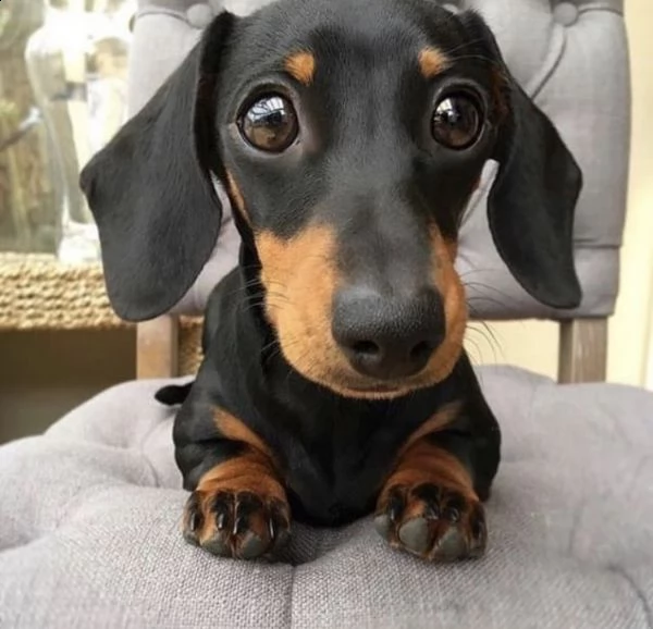 regalo adorabili cuccioli  bassotto (dachshund) femminucce e maschietti disponibili