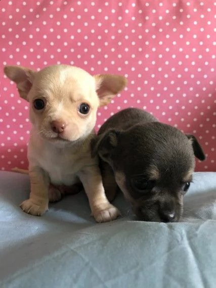 regalo cuccioli di chihuahua mini toy