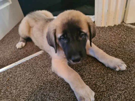 cuccioli di kangal turchi | Foto 0
