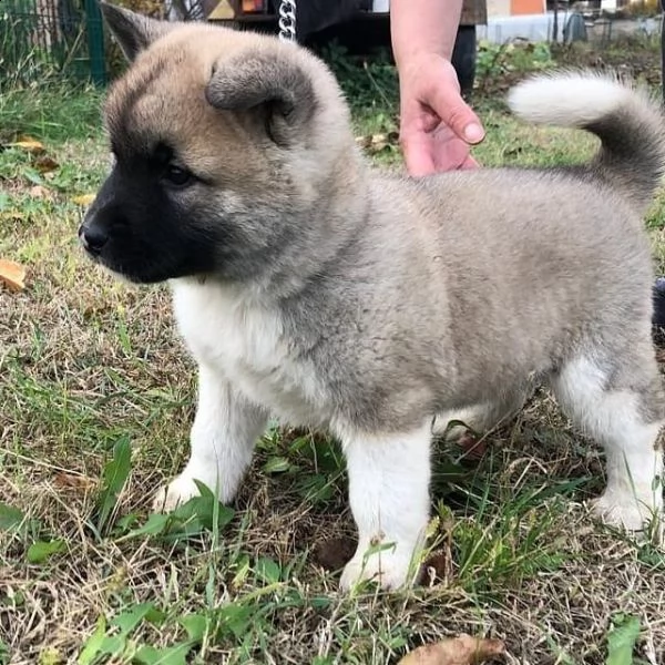 disponibili cuccioli di pastore australiano per adozione