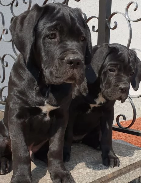 bellissimi cuccioli di cane corso | Foto 0