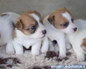 cuccioli di rack russell in regalo