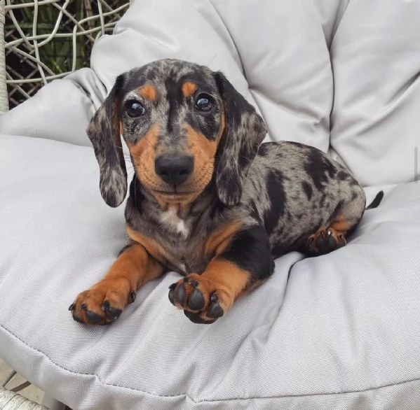  regalo adorabili cuccioli  bassotto femminucce e maschietti disponibili