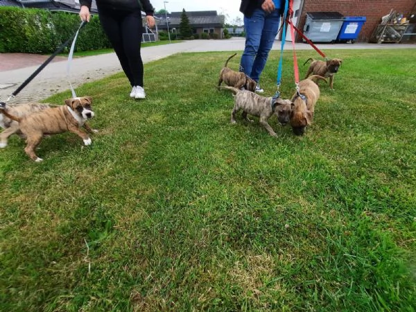 disponibili 3splendide cuccioli pitbull