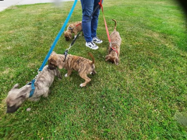 disponibili 3splendide cuccioli pitbull | Foto 3