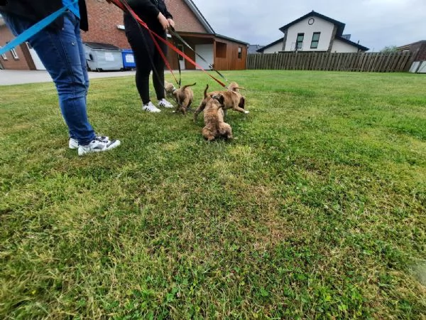 disponibili 3splendide cuccioli pitbull | Foto 2